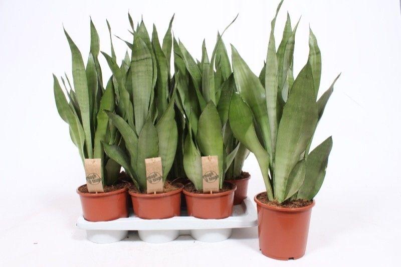 Горшечные цветы и растения оптом Sansevieria Moonshine от 6шт из Голландии с доставкой по России