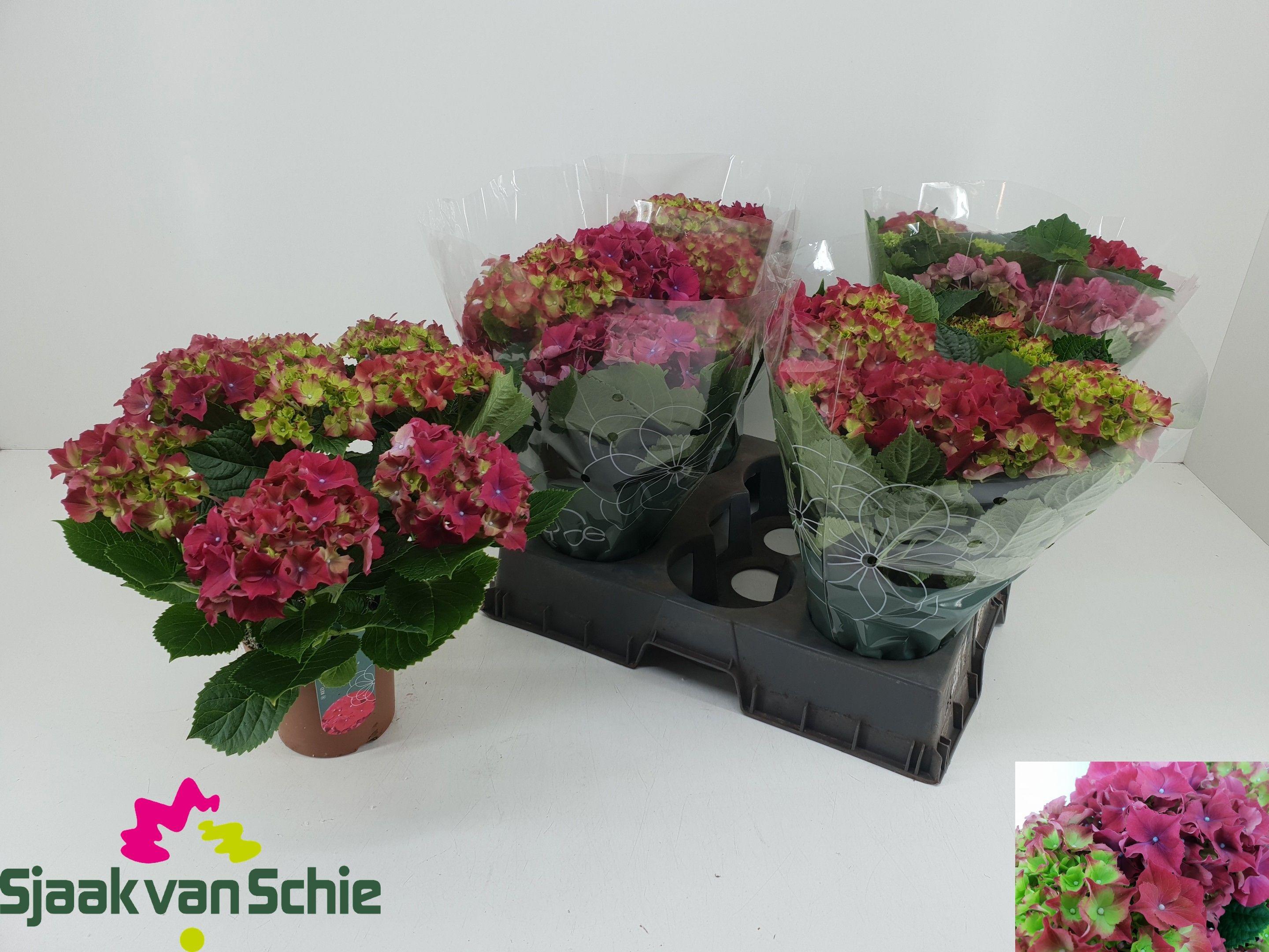 Горшечные цветы и растения оптом Hydr M Hi Fire от 5шт из Голландии с доставкой по России