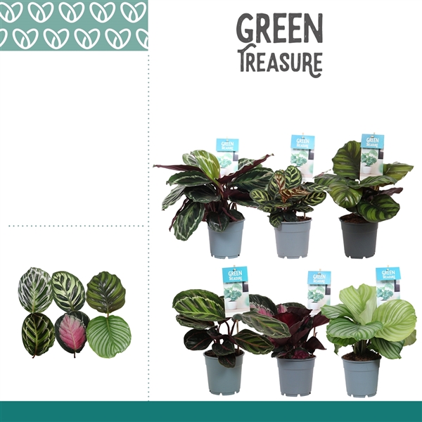 Горшечные цветы и растения оптом Calathea Mix Exclusive от 6шт из Голландии с доставкой по России