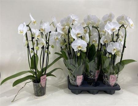 Горшечные цветы и растения оптом Phal Wit Cascade 3 Branches 21+ от 5шт из Голландии с доставкой по России