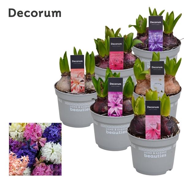 Горшечные цветы и растения оптом Hyacinthus Mix 3pp (decorum) от 10шт из Голландии с доставкой по России
