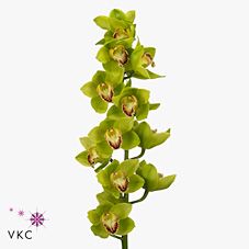 Срезанные цветы оптом Cymbidium green от 6шт из Голландии с доставкой по России