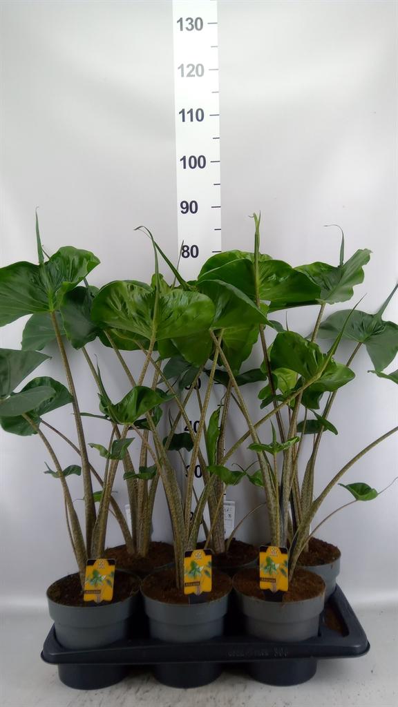Горшечные цветы и растения оптом Alocasia Macrorrhizos stingray от 6шт (для телеги) из Голландии с доставкой по России