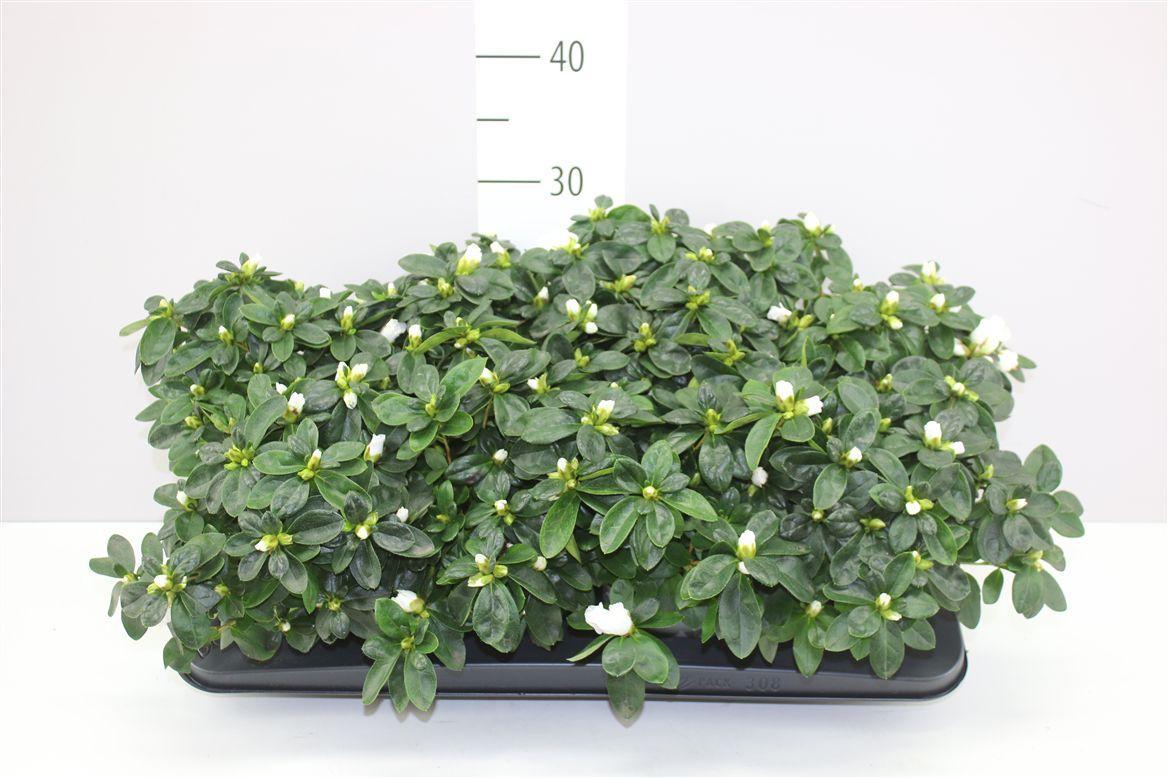 Горшечные цветы и растения оптом Rhododendron Si Witte Vogel от 8шт из Голландии с доставкой по России