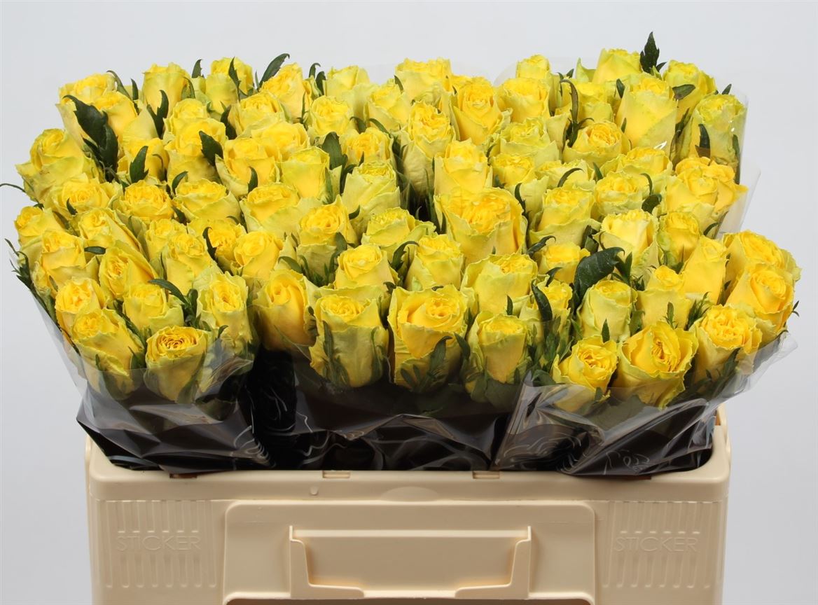 Срезанные цветы оптом Rosa large good times от 260шт из Голландии с доставкой по России