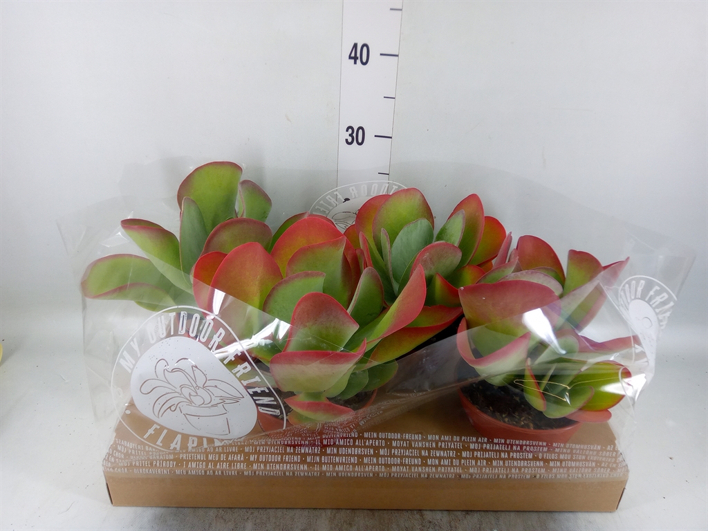 Горшечные цветы и растения оптом Kalanchoe Nf Thyrsiflora от 4шт из Голландии с доставкой по России
