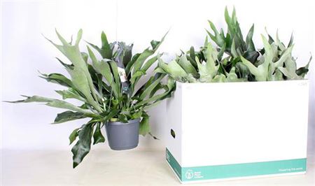 Горшечные цветы и растения оптом Platyc B Netherlands Hangpot от 6шт из Голландии с доставкой по России