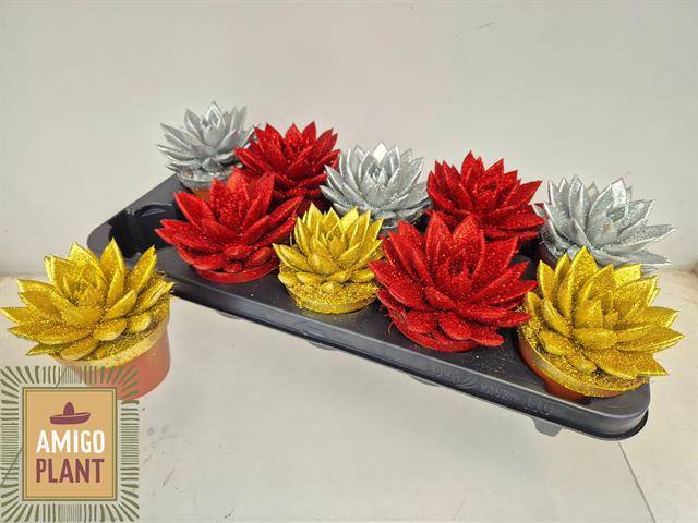 Горшечные цветы и растения оптом Echev Miranda от 10шт из Голландии с доставкой по России