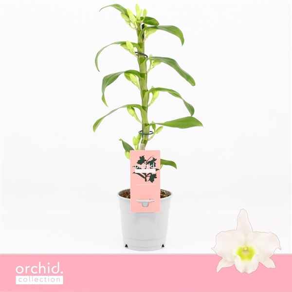 Горшечные цветы и растения оптом Den Nob 1st Apollon Compact  Orchid Collection от 10шт из Голландии с доставкой по России