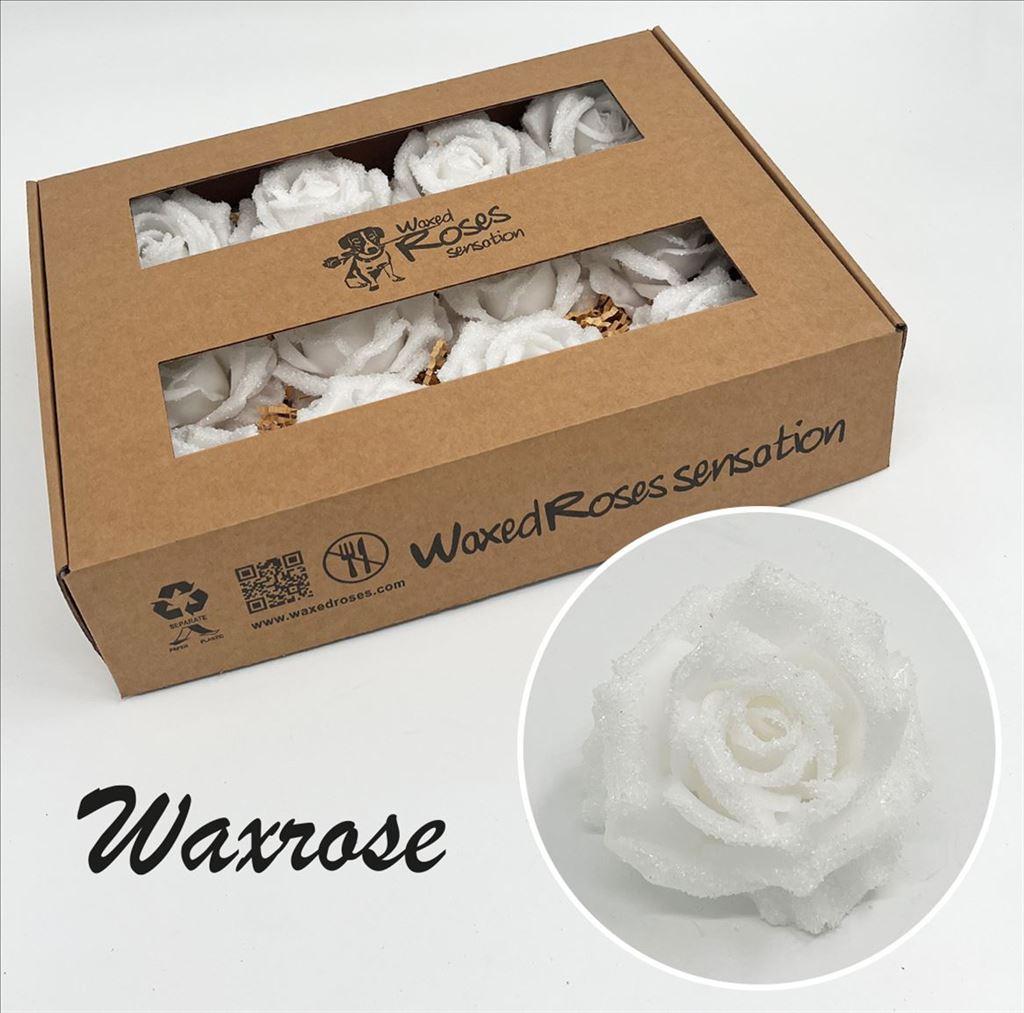 Срезанные цветы оптом Rosa large silk wax icy white от 12шт из Голландии с доставкой по России