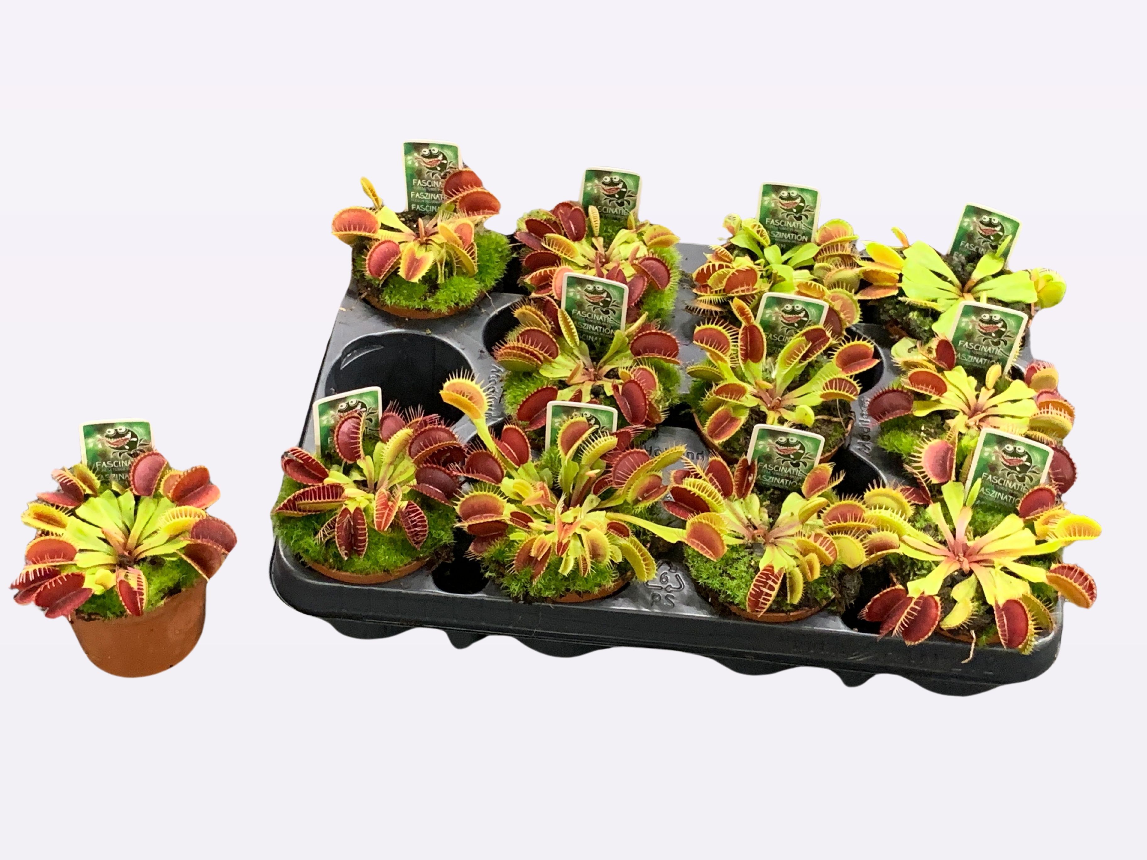 Горшечные цветы и растения оптом Dionaea Muscipula от 12шт (для телеги) из Голландии с доставкой по России