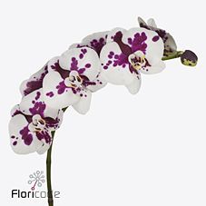 Срезанные цветы оптом Phalaenopsis kimberley (per flower) от 25шт из Голландии с доставкой по России