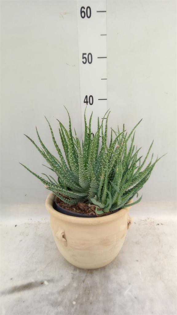 Горшечные цветы и растения оптом Aloe Humilis от 2шт из Голландии с доставкой по России