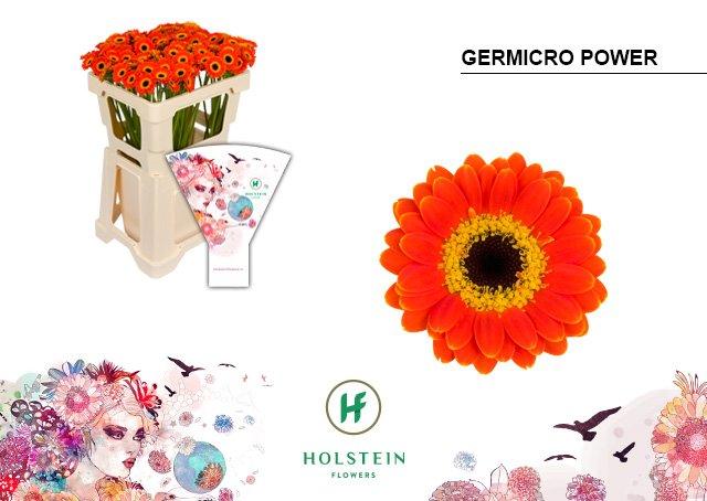 Срезанные цветы оптом Germini nano germicro power от 100шт из Голландии с доставкой по России