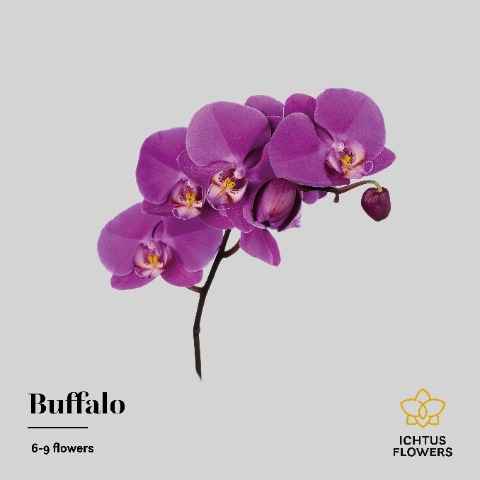 Срезанные цветы оптом Phalaenopsis buffalo (per stem) от 10шт из Голландии с доставкой по России