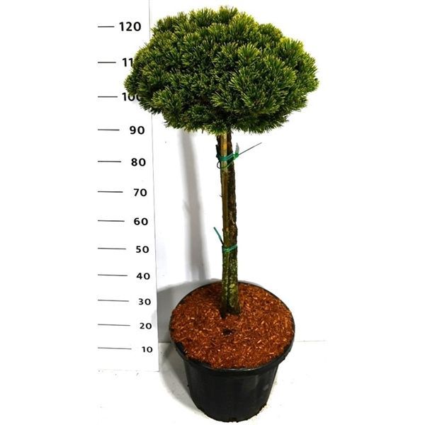 Горшечные цветы и растения оптом Pinus Mugo Sherwood Compact On Stem от 1шт из Голландии с доставкой по России