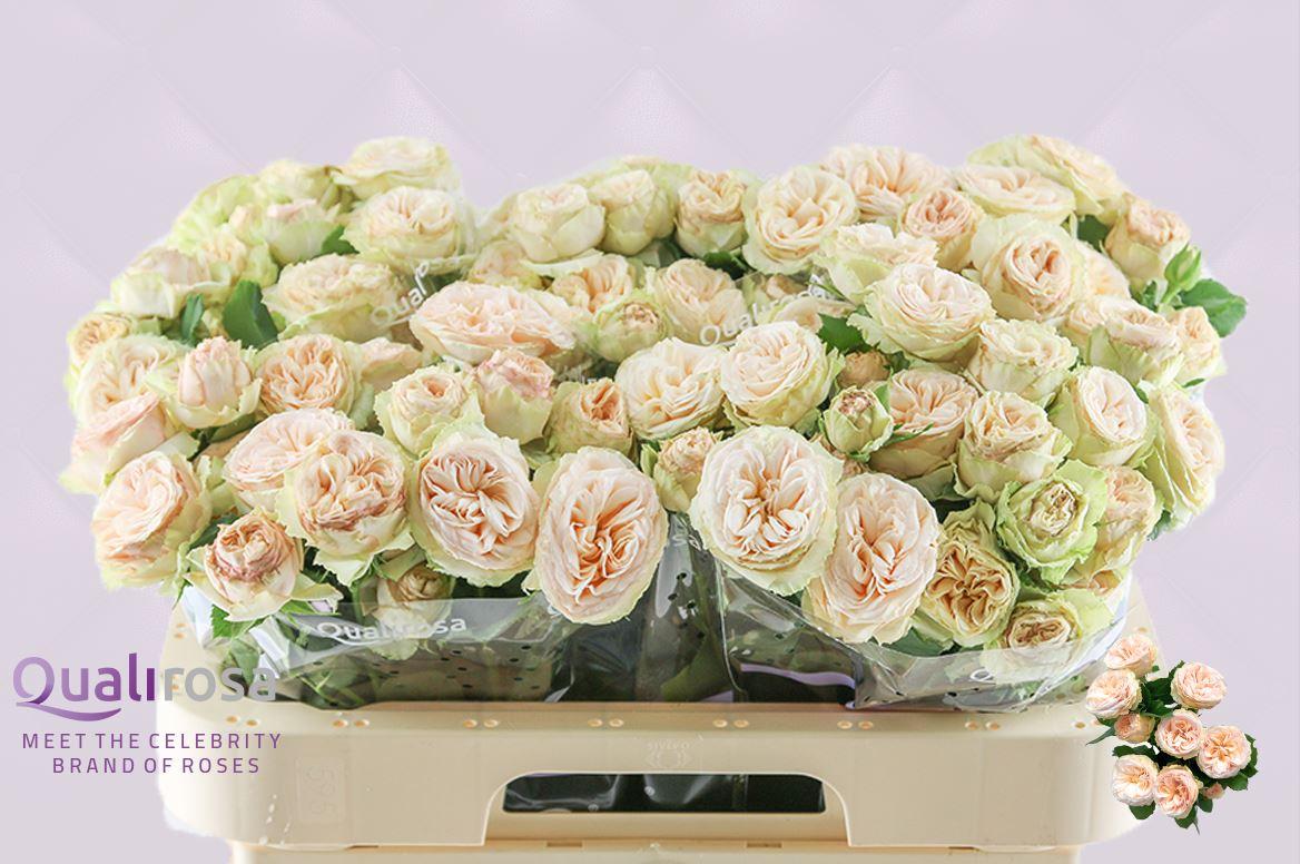 Срезанные цветы оптом Rosa spray gentle trendsetter от 30шт из Голландии с доставкой по России