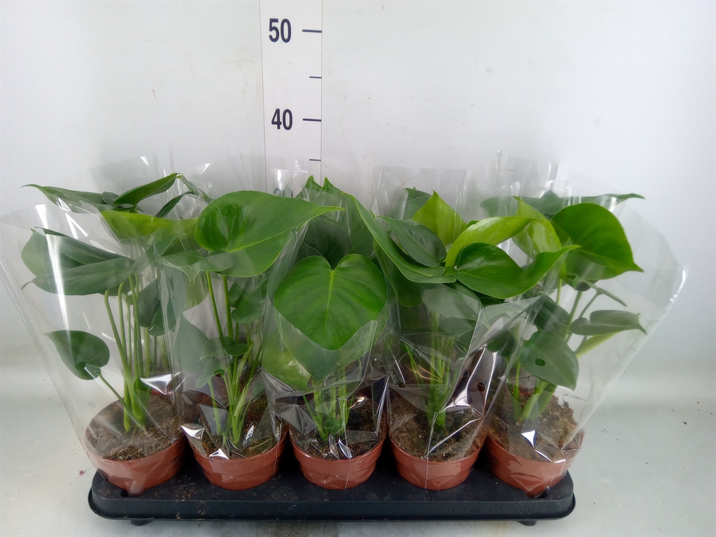 Горшечные цветы и растения оптом Monstera Delic. от 10шт из Голландии с доставкой по России