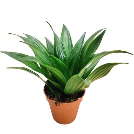 Горшечные цветы и растения оптом Drac Compacta от 18шт (для телеги) из Голландии с доставкой по России