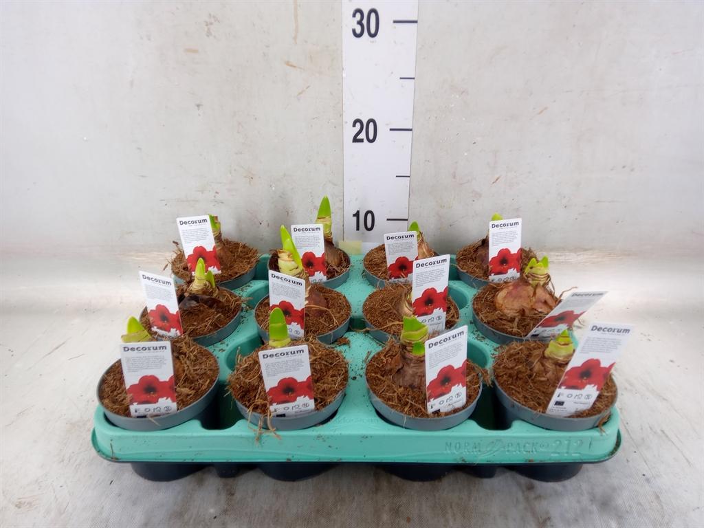 Горшечные цветы и растения оптом Hippeastrum   ... от 12шт (для телеги) из Голландии с доставкой по России