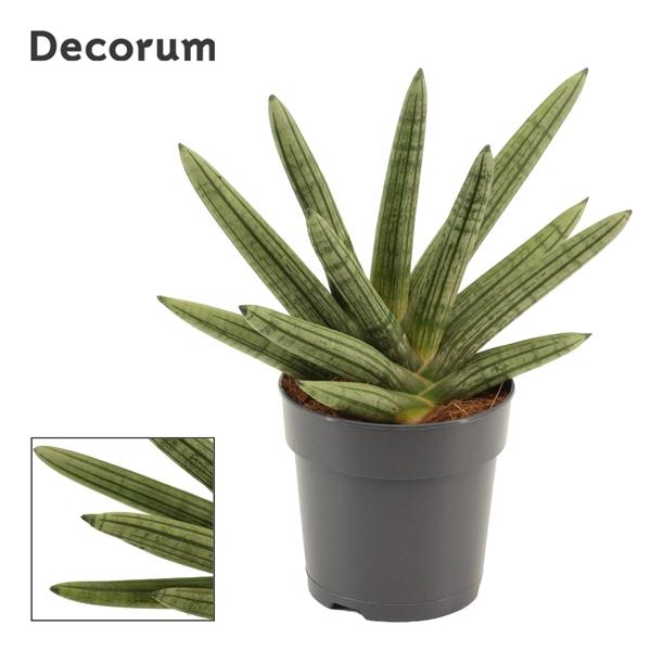 Горшечные цветы и растения оптом Sansevieria Double Boncellensis (decorum) от 4шт из Голландии с доставкой по России