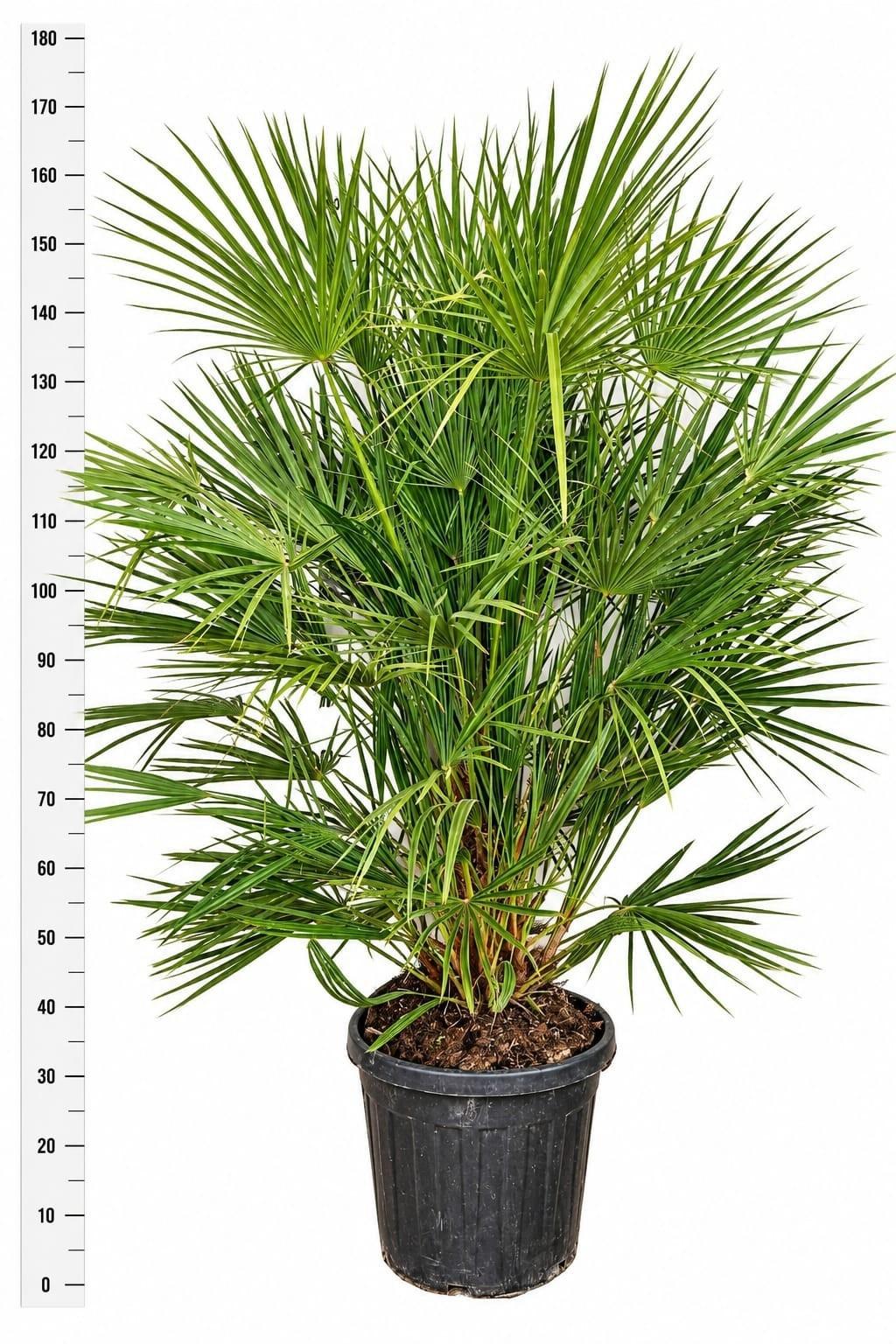 Горшечные цветы и растения оптом Chamaerops Humilis от 1шт из Голландии с доставкой по России