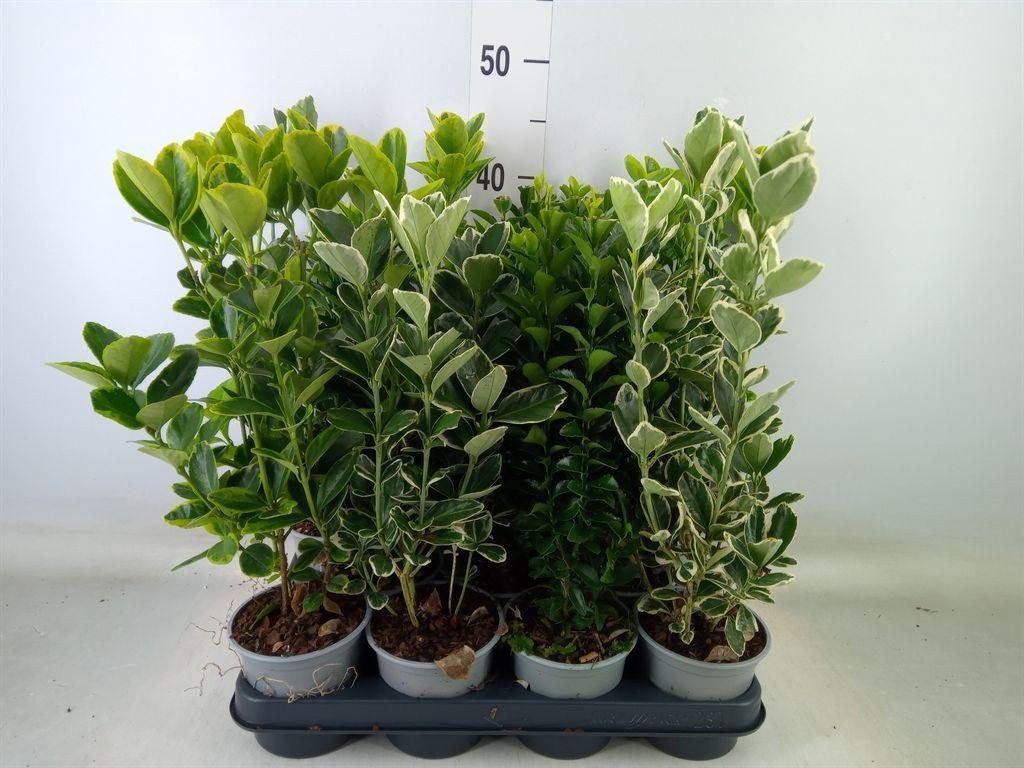 Горшечные цветы и растения оптом Euonymus Japon.   ...mix от 11шт из Голландии с доставкой по России