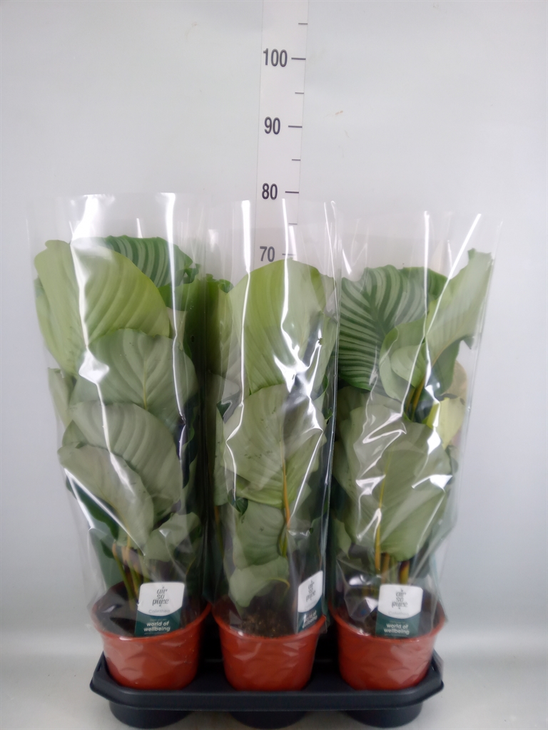 Горшечные цветы и растения оптом Calathea Orbifolia от 3шт из Голландии с доставкой по России