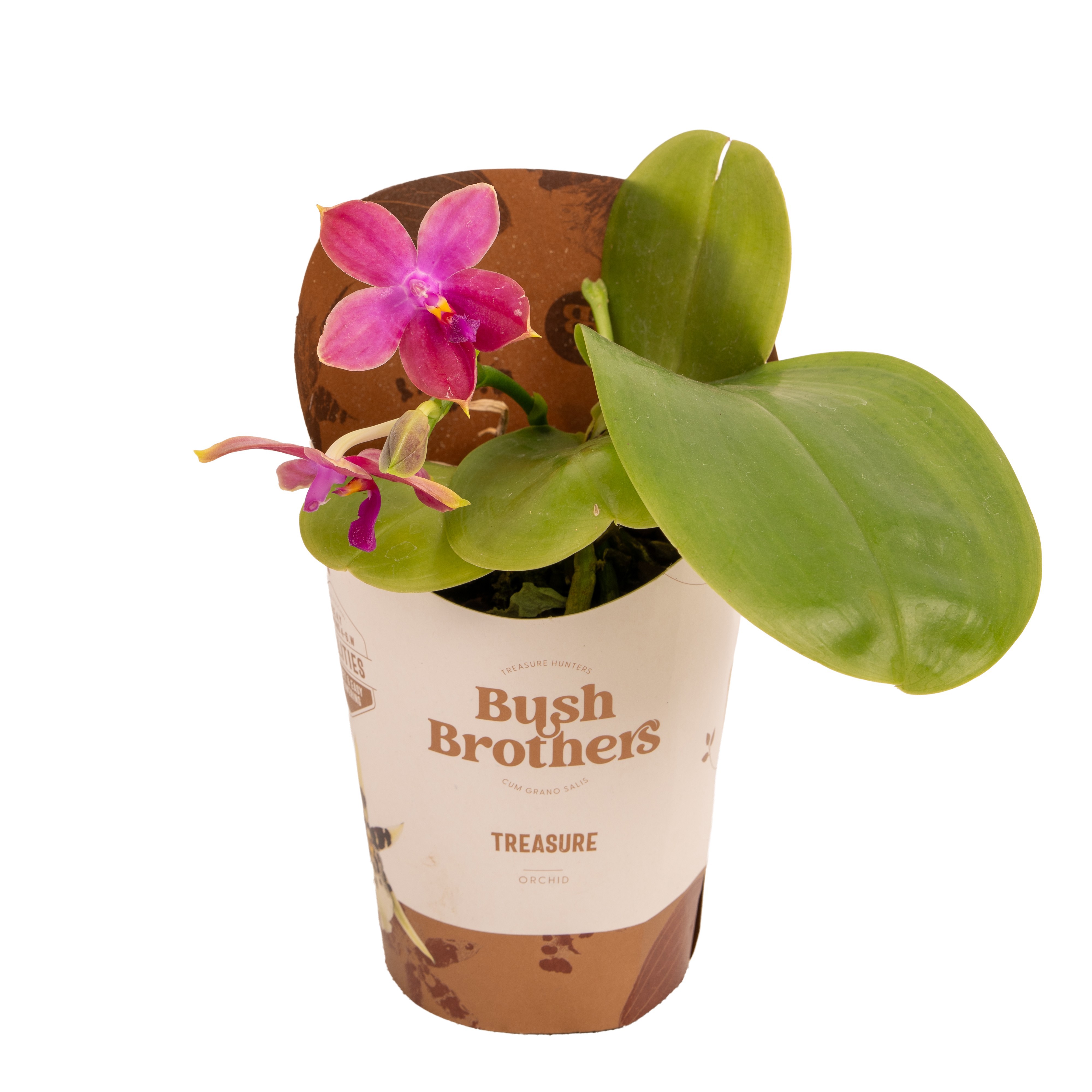 Горшечные цветы и растения оптом Phal 1st Fragrant Violacea Potcover от 6шт из Голландии с доставкой по России