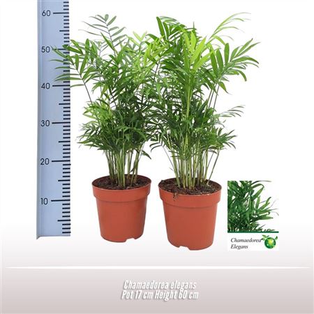 Горшечные цветы и растения оптом Chamaedorea Elegans от 6шт из Голландии с доставкой по России
