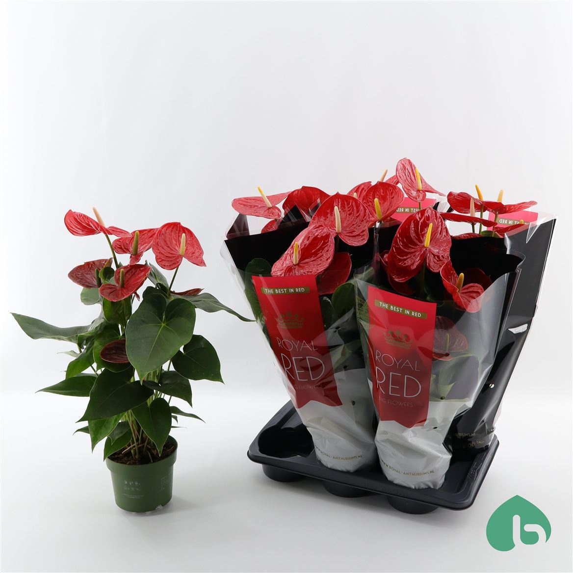 Горшечные цветы и растения оптом Anth An Idaho 5+ от 6шт из Голландии с доставкой по России