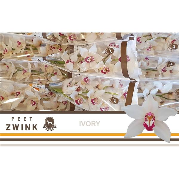 Срезанные цветы оптом Cymbidium white ivory от 10шт из Голландии с доставкой по России