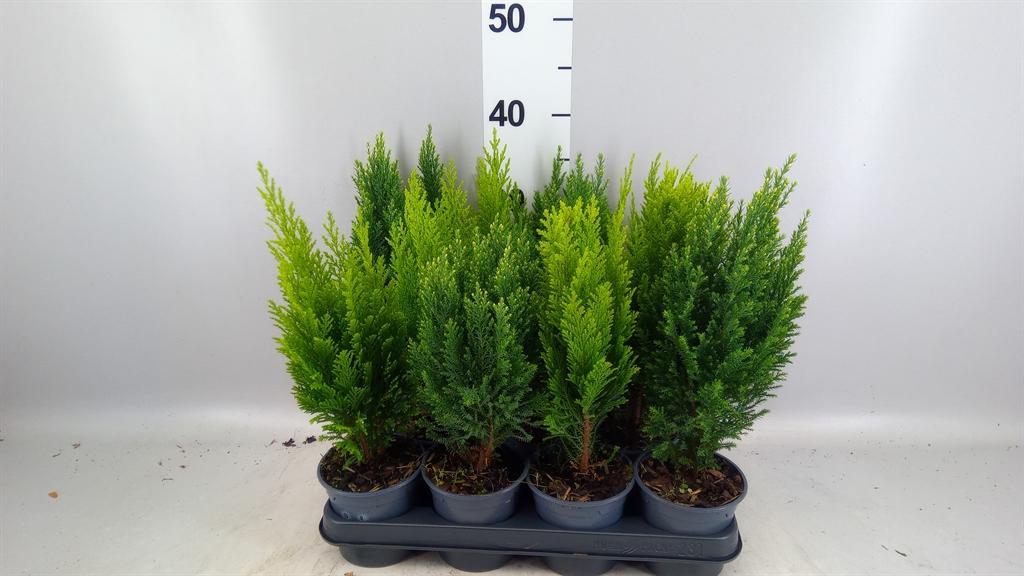 Горшечные цветы и растения оптом Conifers ...mix от 11шт из Голландии с доставкой по России