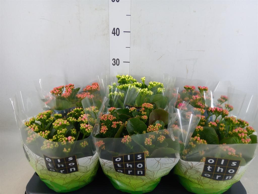 Горшечные цветы и растения оптом Kalanchoe Blos.   ..rosebud Mix  5 от 6шт из Голландии с доставкой по России