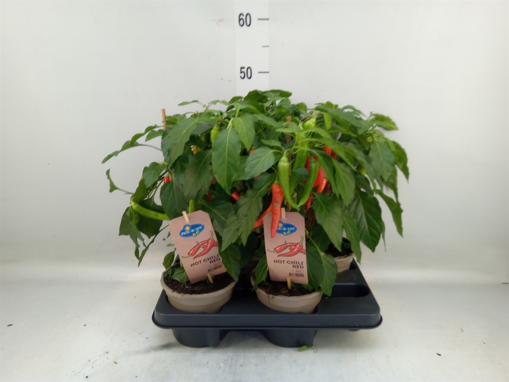 Горшечные цветы и растения оптом Capsicum Annuum   ...peper от 4шт из Голландии с доставкой по России
