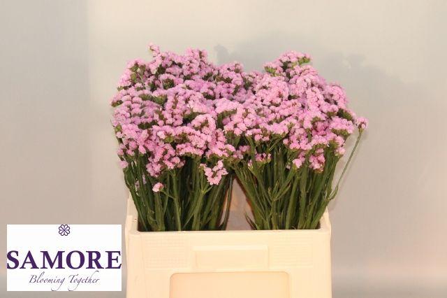 Срезанные цветы оптом Statice rosella sun birds от 100шт из Голландии с доставкой по России