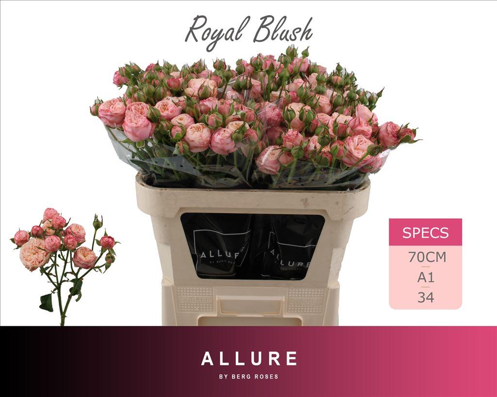 Срезанные цветы оптом Rosa spray royal blush от 25шт из Голландии с доставкой по России