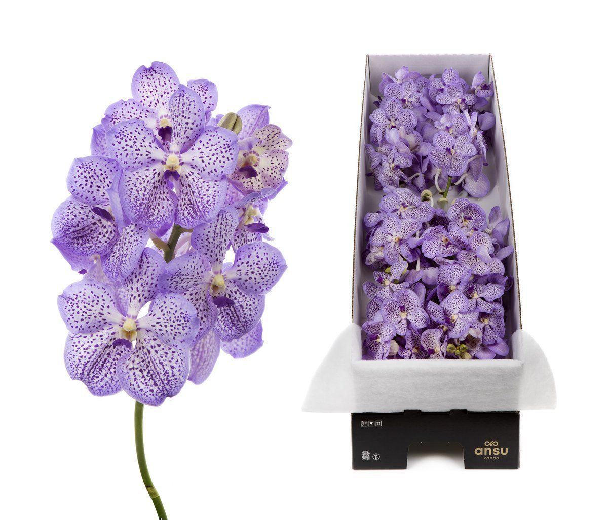 Срезанные цветы оптом Vanda mauve spot per stem от 4шт.. из Голландии с доставкой по России