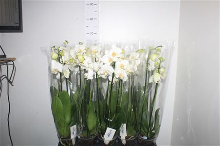 Горшечные цветы и растения оптом Phal Ov Wit 3 Branches 21+ от 10шт из Голландии с доставкой по России