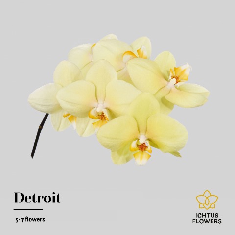 Срезанные цветы оптом Phalaenopsis detroit (per stem) от 10шт. из Голландии с доставкой по России