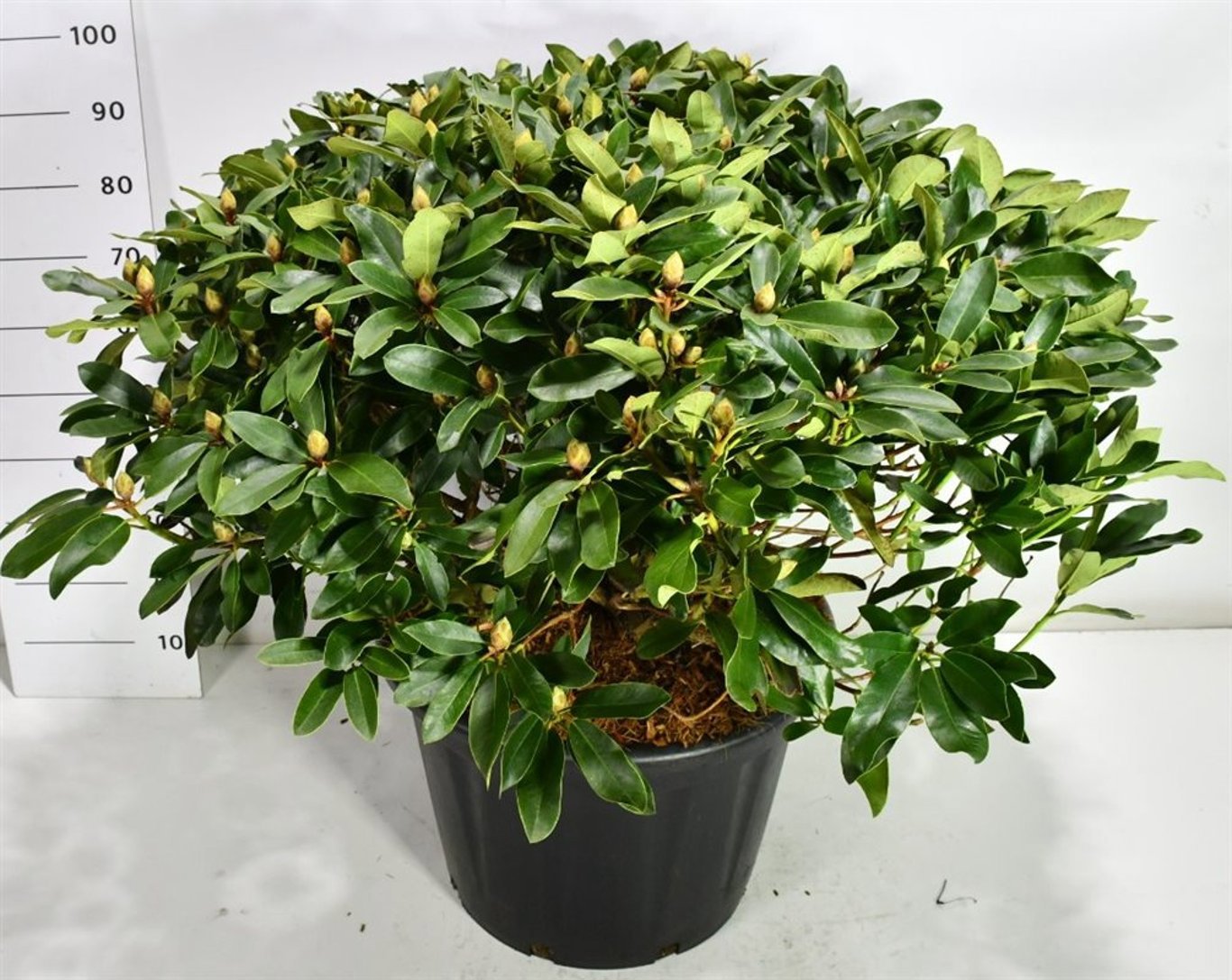 Горшечные цветы и растения оптом Rhododendron I Gelbe Dufthecke от 1шт из Голландии с доставкой по России