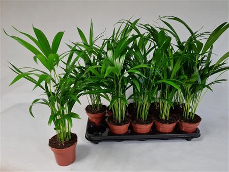 Горшечные цветы и растения оптом Dypsis Lutescens 10pp от 10шт из Голландии с доставкой по России