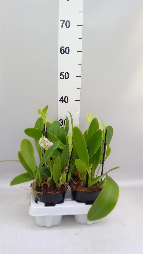 Горшечные цветы и растения оптом Orchideeen ... от 4шт из Голландии с доставкой по России