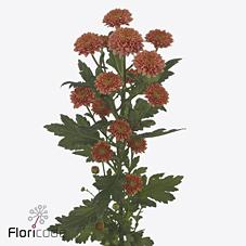 Срезанные цветы оптом Chrys sa miller smokey от 75шт. из Голландии с доставкой по России