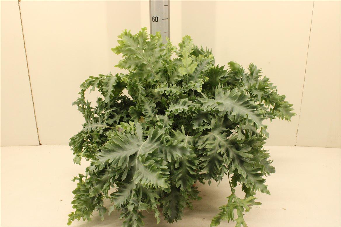 Горшечные цветы и растения оптом Phlebodium Davana P26 от 1шт из Голландии с доставкой по России