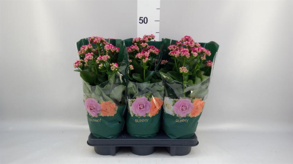 Горшечные цветы и растения оптом Kalanchoe ... от 6шт из Голландии с доставкой по России