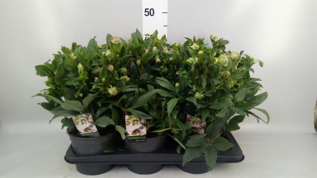 Горшечные цветы и растения оптом Helleborus jwls Winterbells A от 6шт из Голландии с доставкой по России