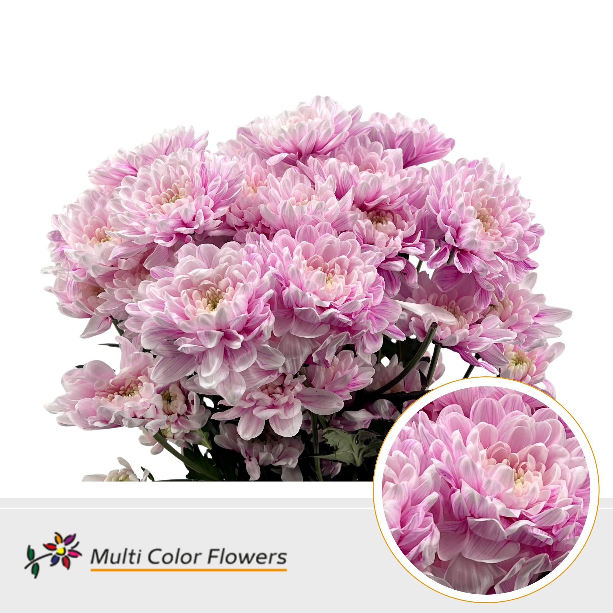 Срезанные цветы оптом Chrys sp paint altaj soft erica от 40шт из Голландии с доставкой по России