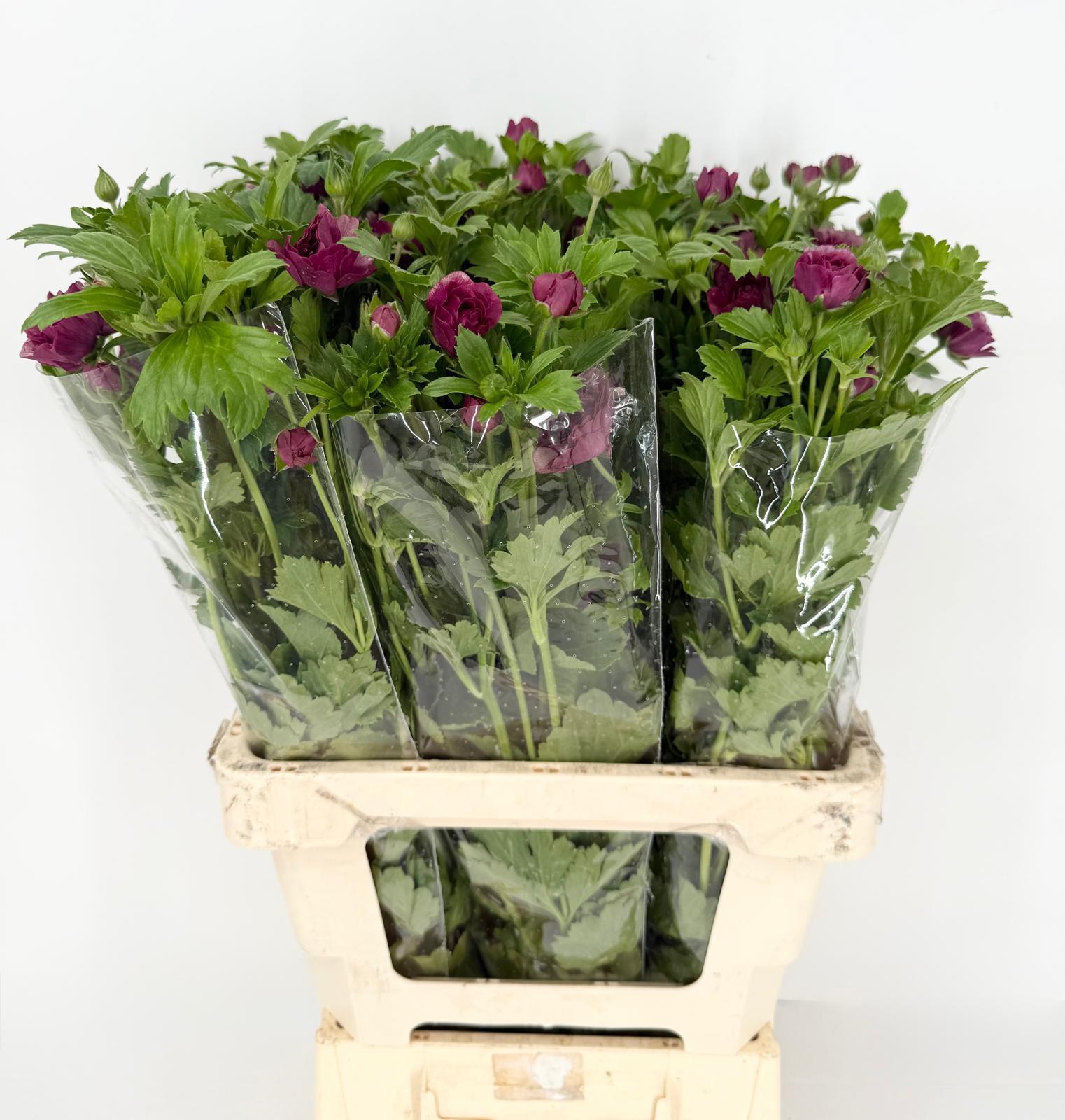 Срезанные цветы оптом Ranunculus magic al raspberry от 30шт из Голландии с доставкой по России