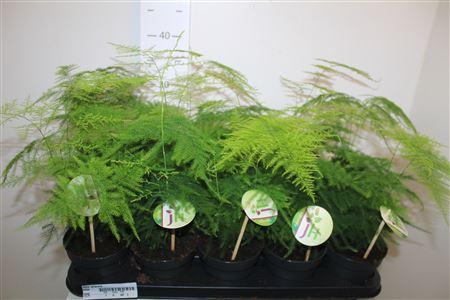 Горшечные цветы и растения оптом Aspar Setaceus от 10шт из Голландии с доставкой по России